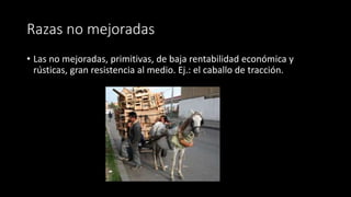 Razas no mejoradas
• Las no mejoradas, primitivas, de baja rentabilidad económica y
rústicas, gran resistencia al medio. Ej.: el caballo de tracción.
 