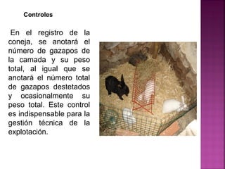 En el registro de la
coneja, se anotará el
número de gazapos de
la camada y su peso
total, al igual que se
anotará el número total
de gazapos destetados
y ocasionalmente su
peso total. Este control
es indispensable para la
gestión técnica de la
explotación.
Controles
 