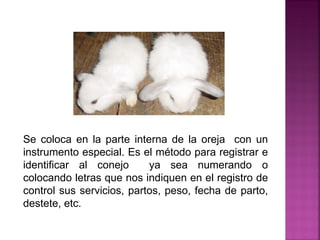 Se coloca en la parte interna de la oreja con un
instrumento especial. Es el método para registrar e
identificar al conejo ya sea numerando o
colocando letras que nos indiquen en el registro de
control sus servicios, partos, peso, fecha de parto,
destete, etc.
 