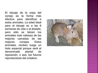 El tatuaje de la oreja del
conejo es la forma más
efectiva para identificar a
estos animales. La edad ideal
para el tatuaje es a las 6
semanas de vida o al destete,
pero sólo se tatúan los
animales mas valiosos de las
mejores camadas de las
mejores conejas. Estos
animales, reciben luego un
trato especial porque será el
denominado plantel de
reposición, o sea, los futuros
reproductores del criadero.
 