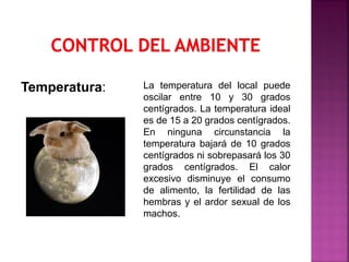 La temperatura del local puede
oscilar entre 10 y 30 grados
centígrados. La temperatura ideal
es de 15 a 20 grados centígrados.
En ninguna circunstancia la
temperatura bajará de 10 grados
centígrados ni sobrepasará los 30
grados centígrados. El calor
excesivo disminuye el consumo
de alimento, la fertilidad de las
hembras y el ardor sexual de los
machos.
Temperatura:
 