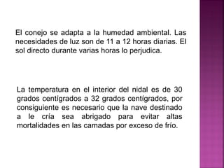 El conejo se adapta a la humedad ambiental. Las
necesidades de luz son de 11 a 12 horas diarias. El
sol directo durante varias horas lo perjudica.
La temperatura en el interior del nidal es de 30
grados centígrados a 32 grados centígrados, por
consiguiente es necesario que la nave destinado
a le cría sea abrigado para evitar altas
mortalidades en las camadas por exceso de frío.
 