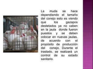 La muda se hace
dependiendo el tamaño
del conejo esto es viendo
que los gazapos
destetados ya no caben
en la jaula donde fueron
puestos y se deben
colocar en nuevas jaulas,
de acuerdo con el
propósito de producción
del conejo. Durante el
traslado, se realizará un
control de su estado
sanitario.
 