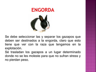Se debe seleccionar las y separar los gazapos que
deben ser destinados a la engorda, claro que esto
tiene que ver con la raza que tengamos en la
explotación.
Sé trasladan los gazapos a un lugar determinado
donde no se les moleste para que no sufran stress y
no pierdan peso.
 