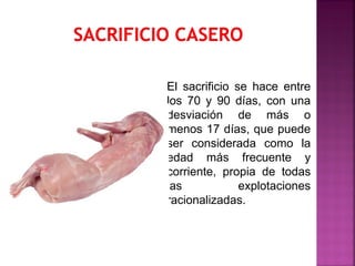 El sacrificio se hace entre
los 70 y 90 días, con una
desviación de más o
menos 17 días, que puede
ser considerada como la
edad más frecuente y
corriente, propia de todas
las explotaciones
racionalizadas.
 