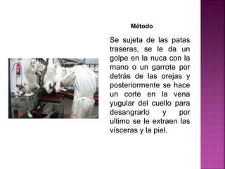 Se sujeta de las patas
traseras, se le da un
golpe en la nuca con la
mano o un garrote por
detrás de las orejas y
posteriormente se hace
un corte en la vena
yugular del cuello para
desangrarlo y por
ultimo se le extraen las
vísceras y la piel.
Método
 