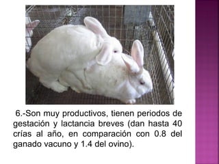 6.-Son muy productivos, tienen periodos de
gestación y lactancia breves (dan hasta 40
crías al año, en comparación con 0.8 del
ganado vacuno y 1.4 del ovino).
 
