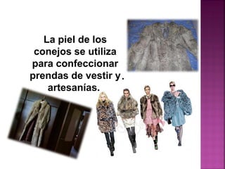 La piel de los
conejos se utiliza
para confeccionar
prendas de vestir y
artesanías.
.
 