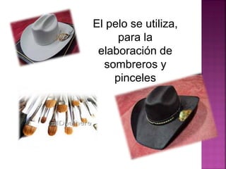 El pelo se utiliza,
para la
elaboración de
sombreros y
pinceles
 