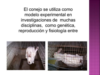 El conejo se utiliza como
modelo experimental en
investigaciones de muchas
disciplinas, como genética,
reproducción y fisiología entre
otras.
 