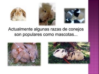 Actualmente algunas razas de conejos
son populares como mascotas...
 