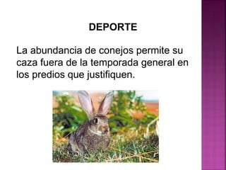 DEPORTE
La abundancia de conejos permite su
caza fuera de la temporada general en
los predios que justifiquen..
 