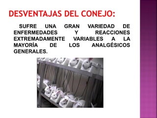 SUFRE UNA GRAN VARIEDAD DE
ENFERMEDADES Y REACCIONES
EXTREMADAMENTE VARIABLES A LA
MAYORÍA DE LOS ANALGÉSICOS
GENERALES.
 