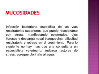 Infección bacteriana específica de las vías
respiratorias superiores, que puede relacionarse
con stress, manifestando estornudos, ojos
llorosos y descarga nasal blanquecina, dificultad
respiratoria y retraso en el crecimiento. Para lo
siguiente no hay mas que una consulta a un
especialista veterinario, reduzca factores de
stress, agregue clorinato al agua.
 