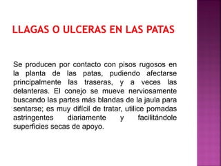 Se producen por contacto con pisos rugosos en
la planta de las patas, pudiendo afectarse
principalmente las traseras, y a veces las
delanteras. El conejo se mueve nerviosamente
buscando las partes más blandas de la jaula para
sentarse; es muy difícil de tratar, utilice pomadas
astringentes diariamente y facilitándole
superficies secas de apoyo.
 