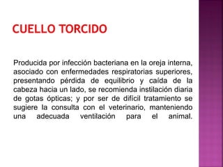 Producida por infección bacteriana en la oreja interna,
asociado con enfermedades respiratorias superiores,
presentando pérdida de equilibrio y caída de la
cabeza hacia un lado, se recomienda instilación diaria
de gotas ópticas; y por ser de difícil tratamiento se
sugiere la consulta con el veterinario, manteniendo
una adecuada ventilación para el animal.
 
