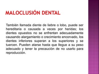 También llamada diente de liebre o lobo, puede ser
hereditaria o causada a veces por heridas; los
dientes opuestos no se enfrentan adecuadamente
causando alargamiento o crecimiento encorvado, los
dientes inferiores superan a los superiores y se
tuercen. Pueden atarse hasta que llegue a su peso
adecuado y tener la precaución de no usarlo para
reproducción.
 