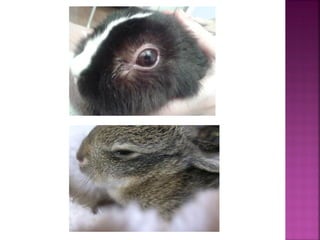 Sistema de produccion cunicola