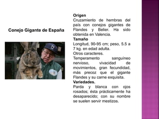 Conejo Gigante de España
Origen
Cruzamiento de hembras del
país con conejos gigantes de
Flandes y Belier. Ha sido
obtenida en Valencia.
Tamaño
Longitud, 90-95 cm; peso, 5.5 a
7 kg. en edad adulta.
Otros caracteres.
Temperamento sanguíneo
nervioso, vivacidad de
movimientos, gran fecundidad,
más precoz que el gigante
Flandes y su carne exquisita.
Variedades.
Parda y blanca con ojos
rosados; ésta prácticamente ha
desaparecido; con su nombre
se suelen servir mestizos.
 