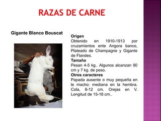 Origen
Obtenido en 1910-1913 por
cruzamientos ente Angora banco,
Plateado de Champagne y Gigante
de Flandes.
Tamaño
Pesan 4-5 kg.. Algunos alcanzan 90
cm y 7 kg. de peso.
Otros caracteres
Papada ausente o muy pequeña en
le macho: mediana en la hembra.
Cola, 8-12 cm. Orejas en V.
Longitud de 15-18 cm..
Gigante Blanco Bouscat
 