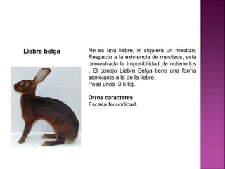 No es una liebre, ni siquiera un mestizo.
Respecto a la existencia de mestizos, está
demostrada la imposibilidad de obtenerlos
. El conejo Liebre Belga tiene una forma
semejante a la de la liebre.
Pesa unos 3.5 kg..
Otros caracteres.
Escasa fecundidad.
Liebre belga
 