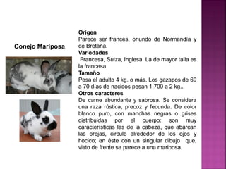 Origen
Parece ser francés, oriundo de Normandía y
de Bretaña.
Variedades
Francesa, Suiza, Inglesa. La de mayor talla es
la francesa.
Tamaño
Pesa el adulto 4 kg. o más. Los gazapos de 60
a 70 días de nacidos pesan 1.700 a 2 kg..
Otros caracteres
De carne abundante y sabrosa. Se considera
una raza rústica, precoz y fecunda. De color
blanco puro, con manchas negras o grises
distribuidas por el cuerpo: son muy
características las de la cabeza, que abarcan
las orejas, circulo alrededor de los ojos y
hocico; en éste con un singular dibujo que,
visto de frente se parece a una mariposa.
Conejo Mariposa
 