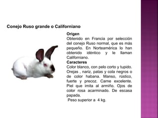 Origen
Obtenido en Francia por selección
del conejo Ruso normal, que es más
pequeño. En Norteamérica lo han
obtenido idéntico y le llaman
Californiano.
Caracteres
Color blanco, con pelo corto y tupido.
Orejas , nariz, patas y cola negros o
de color habana. Manso, rústico,
fuerte y precoz. Carne excelente.
Piel que imita al armiño. Ojos de
color rosa acarminado. De escasa
papada.
Peso superior a 4 kg.
Conejo Ruso grande o Californiano
 