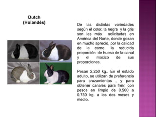 De las distintas variedades
según el color, la negra y la gris
son las más solicitadas en
América del Norte, donde gozan
en mucho aprecio, por la calidad
de la carne, la reducida
proporción de hueso de la canal
y el macizo de sus
proporciones.
Pesan 2.250 kg.. En el estado
adulto, se utilizan de preferencia
para cruzamientos , y para
obtener canales para freír, con
pesos en limpio de 0.500 a
0.750 kg. a los dos meses y
medio.
Dutch
(Holandés)
 