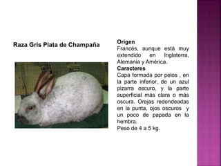 Origen
Francés, aunque está muy
extendido en Inglaterra,
Alemania y América.
Caracteres
Capa formada por pelos , en
la parte inferior, de un azul
pizarra oscuro, y la parte
superficial más clara o más
oscura. Orejas redondeadas
en la punta, ojos oscuros y
un poco de papada en la
hembra.
Peso de 4 a 5 kg.
Raza Gris Plata de Champaña
 