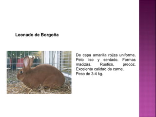 De capa amarilla rojiza uniforme.
Pelo liso y sentado. Formas
macizas. Rústico, precoz.
Excelente calidad de carne.
Peso de 3-4 kg.
Leonado de Borgoña
 