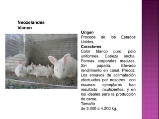 Origen
Procede de los Estados
Unidos.
Caracteres
Color blanco puro; pelo
uniformes. Cabeza ancha.
Formas corporales macizas.
Sin papada. Elevado
rendimiento en canal. Precoz.
Los ensayos de aclimatación
efectuados por nosotros con
escasos ejemplares han
resultado insuficientes, y en
los ideales para la producción
de carne.
Tamaño
de 3.300 a 4.200 kg.
Neozelandés
blanco
 