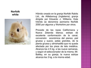 Híbrido creado en la granja Norfolk Rabits
Ltd., de Attleboroug (Inglaterra); granja
dirigida por Eduardo J. Williams. Este
híbrido se denomina asimismo Norfolk
2000 por algunos y Workshire por otros.
Procede de las razas Californiana y
Nueva Zelanda blanca; estirpe de
excelente conformación de la canal,
conversión económica del pienso; piel
gruesa y suave, patas grandes, de la
planta gruesa y almohadilla que no queda
afectada por los pisos de tela metálica.
Alcanza los 2.5 kg. a las nueve semanas,
y según el seleccionador de la misma, Mr.
Baliley, en su granja, la nueva estirpe
alcanza los 3 kg. a la misma edad.
Norfolk
white
 