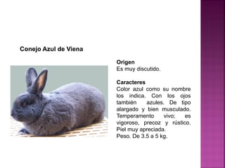 Origen
Es muy discutido.
Caracteres
Color azul como su nombre
los indica. Con los ojos
también azules. De tipo
alargado y bien musculado.
Temperamento vivo; es
vigoroso, precoz y rústico.
Piel muy apreciada.
Peso. De 3.5 a 5 kg.
Conejo Azul de Viena
 