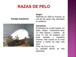 Origen
Obtenido en 1925 en Francia, es
una de las razas más estimadas
en peletería.
Caracteres.
El principal es su piel rasada, sin
pelos largos; únicamente tiene
un vello espeso y sedoso , de
unos 12 mm de longitud, con
base azulada y superficie
morena, más oscura en la línea
dorsal, y vierten de color más
claro.
Peso de 3.5 a 4.5 kg.
La variedad blanca es más
apreciada.
Conejo Castorrex
 