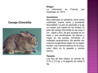 Conejo Chinchilla
Origen
Lo obtuvieron en Francia, por
mestizaje, en 1913.
Caracteres
Muy estimado en peletería, tiene cierta
rusticidad, buena carne y excelente
fecundidad. La piel es parecida a la de
un roedor que habita en los Andes. El
pelo del conejo Chinchilla es de unos 3
cm , rígido y fino, de gris azulado en su
base y una combinación de blanco y
negro en las puntas, formando un
moteado característico. Se admite con
mancha longitudinal negra en la región
frontal, una mancha blanca en la nuca,
color claro en la papada y vientre
blanco.
Tamaño
Los hay de dos clases: el normal, de
2.75 a 3.5 kg. y el gigante de hasta 5
kg.
37
 