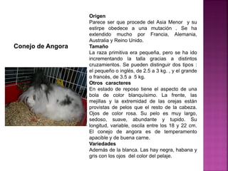 Conejo de Angora
Origen
Parece ser que procede del Asia Menor y su
estirpe obedece a una mutación . Se ha
extendido mucho por Francia, Alemania,
Australia y Reino Unido.
Tamaño
La raza primitiva era pequeña, pero se ha ido
incrementando la talla gracias a distintos
cruzamientos. Se pueden distinguir dos tipos :
el pequeño o inglés, de 2.5 a 3 kg. , y el grande
o francés, de 3.5 a 5 kg.
Otros caracteres
En estado de reposo tiene el aspecto de una
bola de color blanquísimo. La frente, las
mejillas y la extremidad de las orejas están
provistas de pelos que el resto de la cabeza.
Ojos de color rosa. Su pelo es muy largo,
sedoso, suave, abundante y tupido. Su
longitud, variable, oscila entre los 18 y 22 cm.
El conejo de angora es de temperamento
apacible y de buena carne.
Variedades
Además de la blanca. Las hay negra, habana y
gris con los ojos del color del pelaje.
 