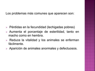 Los problemas más comunes que aparecen son:
 Pérdidas en la fecundidad (lechigadas pobres)
 Aumenta el porcentaje de esterilidad, tanto en
macho como en hembra.
 Reduce la vitalidad y los animales se enferman
fácilmente.
 Aparición de animales anormales y defectuosos.
 