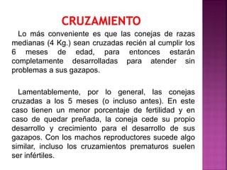 Lo más conveniente es que las conejas de razas
medianas (4 Kg.) sean cruzadas recién al cumplir los
6 meses de edad, para entonces estarán
completamente desarrolladas para atender sin
problemas a sus gazapos.
Lamentablemente, por lo general, las conejas
cruzadas a los 5 meses (o incluso antes). En este
caso tienen un menor porcentaje de fertilidad y en
caso de quedar preñada, la coneja cede su propio
desarrollo y crecimiento para el desarrollo de sus
gazapos. Con los machos reproductores sucede algo
similar, incluso los cruzamientos prematuros suelen
ser infértiles.
 