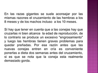 En las razas gigantes se suele aconsejar por las
mismas razones el cruzamiento de las hembras a los
8 meses y de los machos incluso a los 10 meses.
Sí hay que tener en cuenta que a las conejas hay que
cruzarlas ni bien alcance la edad de reproducción, de
lo contrario se produce un excesivo "engrosamiento"
y luego las hembras tienen graves problemas para
quedar preñadas. Por esa razón antes que las
nuevas conejas entren en cría es conveniente
ponerlas a dieta dos semanas antes del cruzamiento,
si es que se nota que la coneja esta realmente
demasiado gorda.
 
