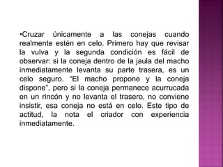 •Cruzar únicamente a las conejas cuando
realmente estén en celo. Primero hay que revisar
la vulva y la segunda condición es fácil de
observar: si la coneja dentro de la jaula del macho
inmediatamente levanta su parte trasera, es un
celo seguro. “El macho propone y la coneja
dispone”, pero si la coneja permanece acurrucada
en un rincón y no levanta el trasero, no conviene
insistir, esa coneja no está en celo. Este tipo de
actitud, la nota el criador con experiencia
inmediatamente.
 