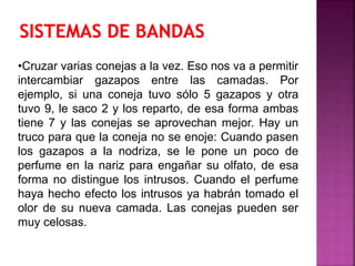 •Cruzar varias conejas a la vez. Eso nos va a permitir
intercambiar gazapos entre las camadas. Por
ejemplo, si una coneja tuvo sólo 5 gazapos y otra
tuvo 9, le saco 2 y los reparto, de esa forma ambas
tiene 7 y las conejas se aprovechan mejor. Hay un
truco para que la coneja no se enoje: Cuando pasen
los gazapos a la nodriza, se le pone un poco de
perfume en la nariz para engañar su olfato, de esa
forma no distingue los intrusos. Cuando el perfume
haya hecho efecto los intrusos ya habrán tomado el
olor de su nueva camada. Las conejas pueden ser
muy celosas.
 