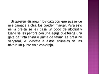 Si quieren distinguir los gazapos que pasan de
una camada a otra, los pueden marcar. Para esto
en la orejita se les pasa un poco de alcohol y
luego se les perfora con una aguja que tenga una
gota de tinta china o pasta de tatuar. La oreja no
sangrará. Al destete a estos animales se les
notara un punto en dicha oreja.
 