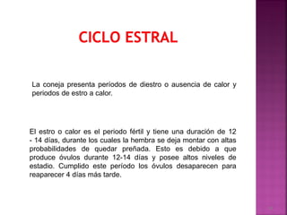El estro o calor es el periodo fértil y tiene una duración de 12
- 14 días, durante los cuales la hembra se deja montar con altas
probabilidades de quedar preñada. Esto es debido a que
produce óvulos durante 12-14 días y posee altos niveles de
estadio. Cumplido este período los óvulos desaparecen para
reaparecer 4 días más tarde.
La coneja presenta períodos de diestro o ausencia de calor y
periodos de estro a calor.
58
 
