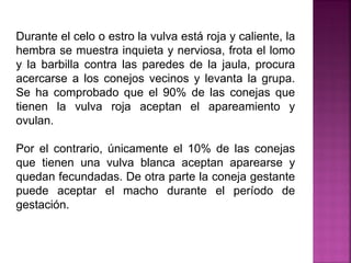 Durante el celo o estro la vulva está roja y caliente, la
hembra se muestra inquieta y nerviosa, frota el lomo
y la barbilla contra las paredes de la jaula, procura
acercarse a los conejos vecinos y levanta la grupa.
Se ha comprobado que el 90% de las conejas que
tienen la vulva roja aceptan el apareamiento y
ovulan.
Por el contrario, únicamente el 10% de las conejas
que tienen una vulva blanca aceptan aparearse y
quedan fecundadas. De otra parte la coneja gestante
puede aceptar el macho durante el período de
gestación.
 