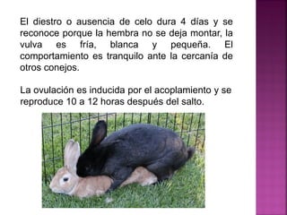 El diestro o ausencia de celo dura 4 días y se
reconoce porque la hembra no se deja montar, la
vulva es fría, blanca y pequeña. El
comportamiento es tranquilo ante la cercanía de
otros conejos.
La ovulación es inducida por el acoplamiento y se
reproduce 10 a 12 horas después del salto.
 