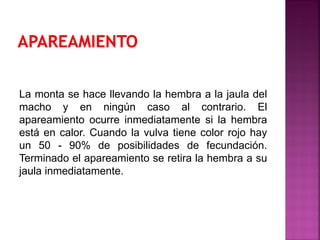 La monta se hace llevando la hembra a la jaula del
macho y en ningún caso al contrario. El
apareamiento ocurre inmediatamente si la hembra
está en calor. Cuando la vulva tiene color rojo hay
un 50 - 90% de posibilidades de fecundación.
Terminado el apareamiento se retira la hembra a su
jaula inmediatamente.
 