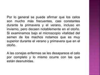 Por lo general se puede afirmar que los celos
son mucho más frecuentes, casi constantes
durante la primavera y el verano, incluso en
invierno, pero decaen notablemente en el otoño.
Si examinamos bajo el microscopio vitalidad del
semen de los machos notamos que es muy
superior durante el verano y primavera que en el
otoño.
A las conejas enfermas se les desaparece el celo
por completo y lo mismo ocurre con las que
están desnutridas.
 
