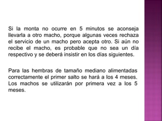 Si la monta no ocurre en 5 minutos se aconseja
llevarla a otro macho, porque algunas veces rechaza
el servicio de un macho pero acepta otro. Si aún no
recibe el macho, es probable que no sea un día
respectivo y se deberá insistir en los días siguientes.
Para las hembras de tamaño mediano alimentadas
correctamente el primer salto se hará a los 4 meses.
Los machos se utilizarán por primera vez a los 5
meses.
 