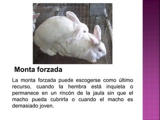 La monta forzada puede escogerse como último
recurso, cuando la hembra está inquieta o
permanece en un rincón de la jaula sin que el
macho pueda cubrirla o cuando el macho es
demasiado joven.
Monta forzada
 