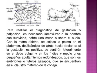 Para realizar el diagnóstico de gestación o
palpación, es necesario inmovilizar a la hembra
con suavidad, sobre una mesa o sobre el suelo.
Con la mano abierta, se coloca la palma en el
abdomen, deslizándola de atrás hacia adelante: si
la gestación es positiva, se sentirán lateralmente
en el dedo pulgar y en los índice y medio unos
pequeños abultamientos redondeados, que son los
embriones o futuros gazapos, que se encuentran
en el claustro materno de la coneja.
 